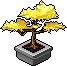 Golden Leaf Bonsai