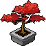 Crimson Leaf Bonsai