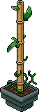 Bamboo Plant