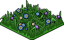 Wildflower Patch