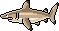 Blacktip Shark