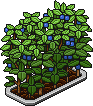 Blueberry Bush