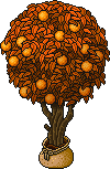 Sacked Orange Tree (Orange)