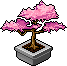 Cherry Blossom Bonsai
