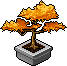 Maple Bonsai