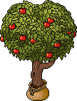 Sacked Apple Tree
