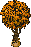 Sacked Orange Tree (Yellow)